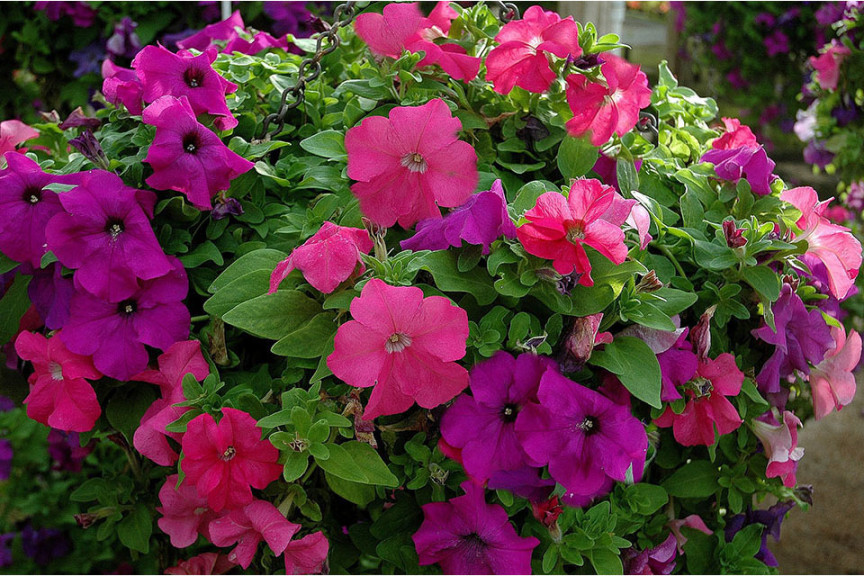 Petunia grandiflora F1 Limbo *GP*  (Hem Genetics, at Speedling, San Juan Bautista, CA)