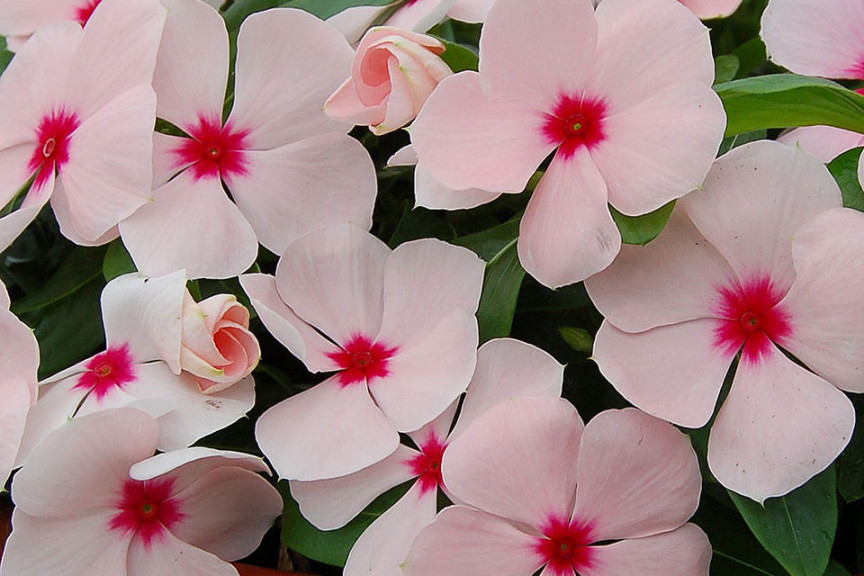 Catharanthus/Vinca F1 Solar Avalanche Series  (Hem Genetics, at Speedling, San Juan Bautista, CA)