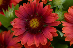 Gaillardia ‘Mesa Red’ (Kieft Seed, Ball Horticultural Co., Santa Paula, CA)