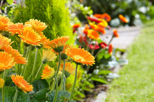 Garvinea Sweet Caroline in border