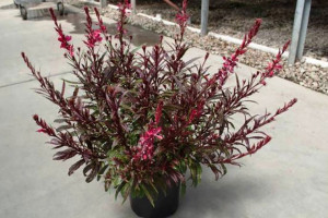 Gaura ‘Bantam Red’ (Green Fuse Botanicals, Santa Paula, CA)
