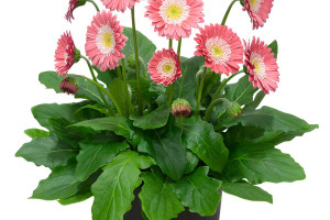 Gerbera Garvinea Sweet Memories