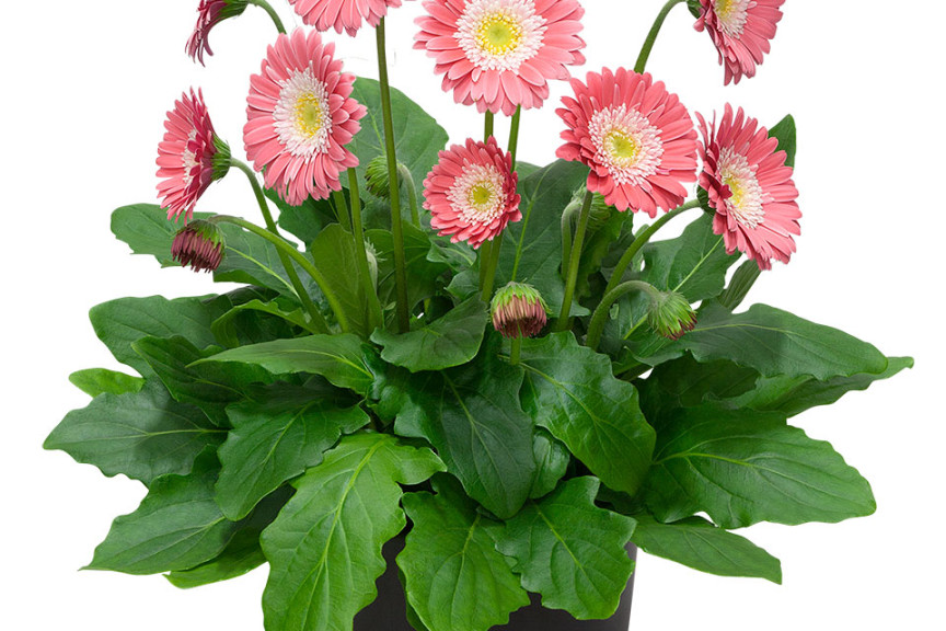 Gerbera Garvinea Sweet Memories