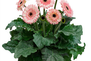 Gerbera ‘Patio Fundy’ (Florist Holland, at GroLink, Oxnard, CA)