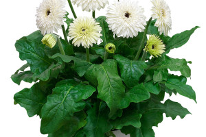 Gerbera ‘Patio Glacier’ (Florist Holland, at GroLink, Oxnard, CA)