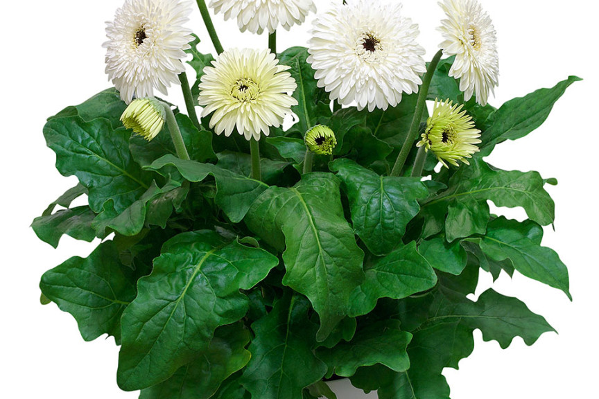 Gerbera ‘Patio Glacier’ (Florist Holland, at GroLink, Oxnard, CA)