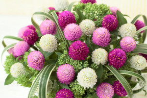 Gomphrena ‘Ping Pong Mix’ (Sakata Seed, Salinas, CA)