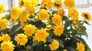 Pacific Plug & Liner Offering a Rustic Experience at California Spring Trials