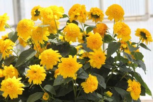 19 New Deer-Resistant Perennials