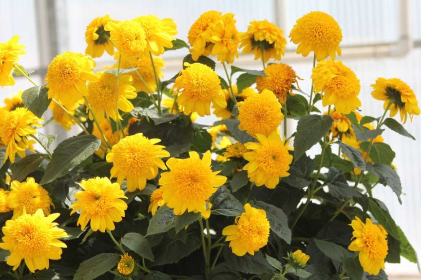 19 New Deer-Resistant Perennials