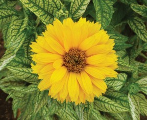 Heliopsis 'Double Sunstruck' from Darwin Perennials (2015 Massachusetts Horticultural Society Field Trials)