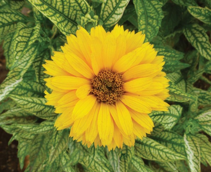 Heliopsis 'Double Sunstruck' from Darwin Perennials (2015 Massachusetts Horticultural Society Field Trials)