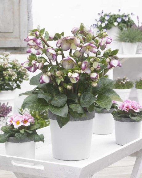 Helleborus ‘Frostkiss Glenda’s Gloss’ (Pacific Plug & Liner, Watsonville, CA) 