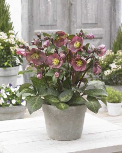 Helleborus ‘Frostkiss Pippa’s Purple’ (Pacific Plug & Liner, Watsonville, CA) 