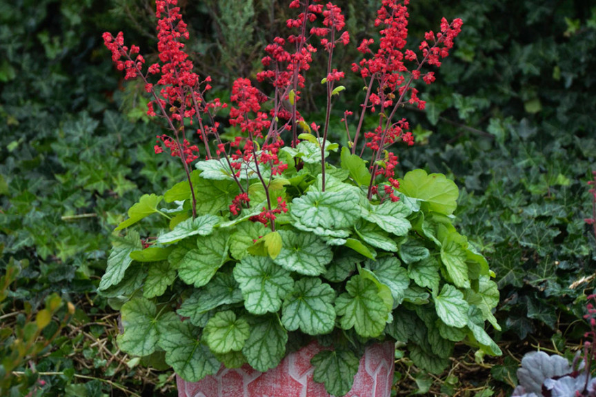 Heuchera ‘Dolce Appletini’  (Proven Winners Perennials, Kirigin Cellars Winery, Gilroy, CA) 