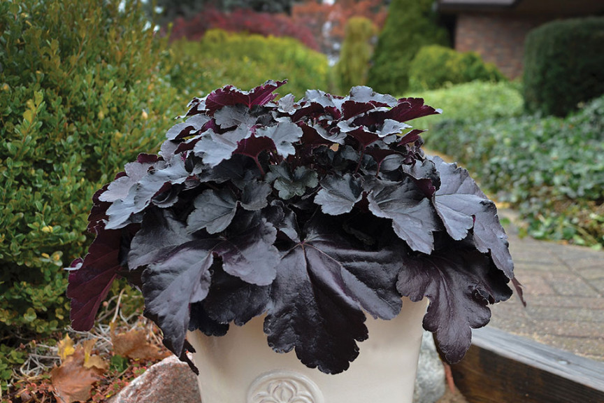 Heuchera ‘Primo Black Pearl'  (Proven Winners Perennials, Kirigin Cellars Winery, Gilroy, CA)