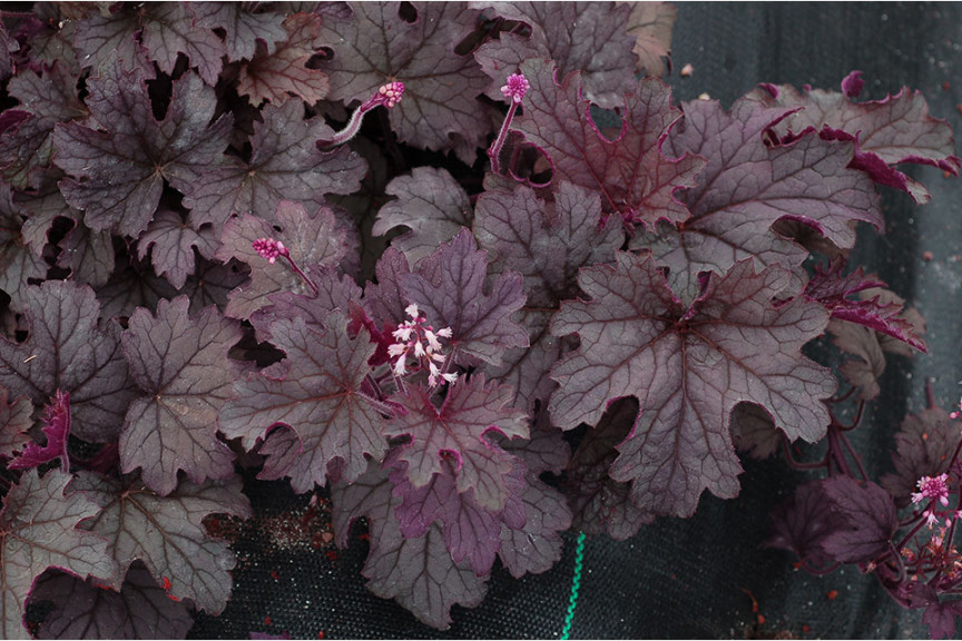 Heucherella ‘Plum Cascade’ (Terra Nova Nurseries)