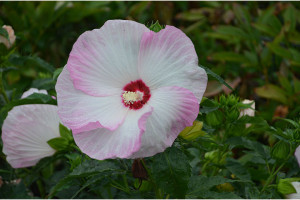 Hibiscus ‘Summerific Ballet Slippers' (Proven Winners Perennials, Kirigin Cellars Winery, Gilroy, CA)