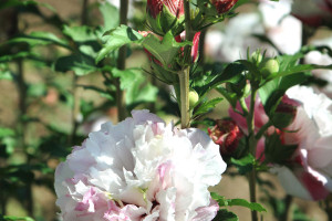 Hibiscus ‘First Editions French Cabaret’ (Bailey Nurseries at Pacific Plug & Liner, Watsonville, CA)