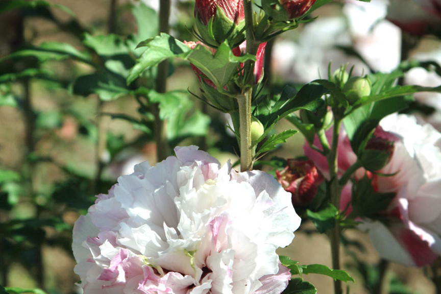 Hibiscus ‘First Editions French Cabaret’ (Bailey Nurseries at Pacific Plug & Liner, Watsonville, CA)