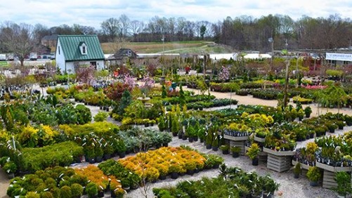 Natives Are A Competitive Advantage At Homestead Gardens