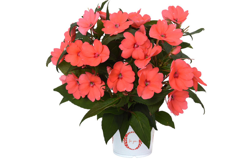 Impatiens SunStanding Series (Dümmen Orange, BarrelHouse Brewing Co., Paso Robles, CA, and Edna Valley Vineyard, San Luis Obispo, CA)