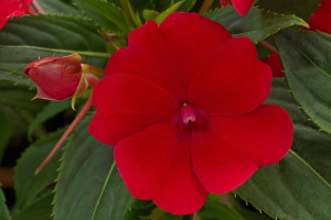 Impatiens 'SunPatiens Compact Fire Red' (Sakata Seed, Salinas, CA)