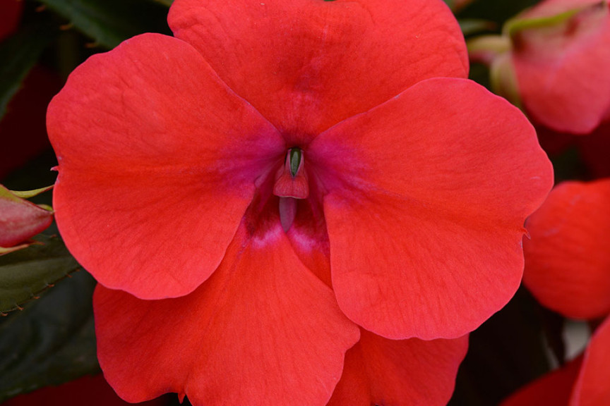 Interspecific Impatiens ‘Bounce Bright Coral’ (Selecta)