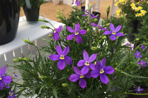 Isotoma ‘Fizz-N-Pop Glowing Violet’ (PlantHaven at GroLink, Oxnard, CA)