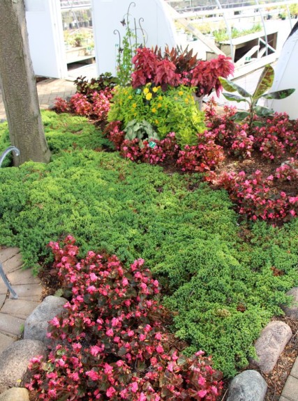 5. Jack & Jill In The Juniper Garden