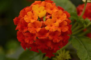 Lantana ‘Lucky Red’ (Ball FloraPlant, Ball Horticultural Co., Santa Paula, CA)