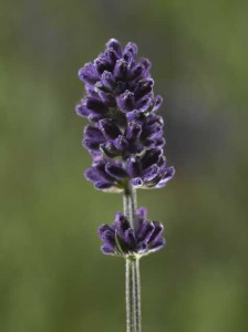 19 New Deer-Resistant Perennials