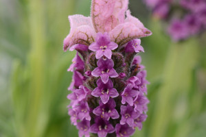 Lavender LaVela (Selecta, Ball Horticultural Co., Santa Paula, CA)