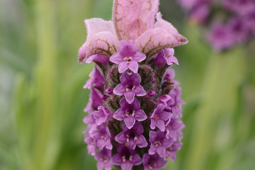 Lavender LaVela (Selecta, Ball Horticultural Co., Santa Paula, CA)