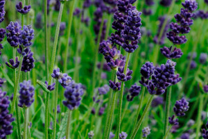 Lavender ‘Lavance Deep Purple’ (Kieft Seed, Ball Horticultural Co., Santa Paula, CA)