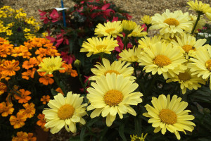 Leucanthemum ‘Realflor Real Sunbeam’ (PlantHaven at GroLink, Oxnard, CA)