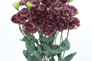 Lisanthus Rosanne II (Sakata Seed, Salinas, CA)