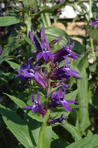 Lobelia 'Grape Knee High' from Blooms of Bressingham (2015 Massachusetts Horticultural Society Field Trials)