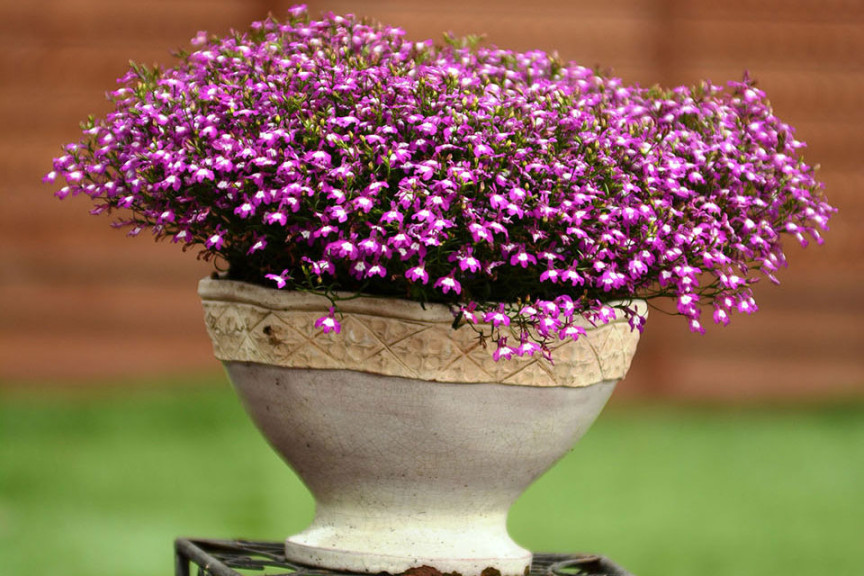 Suntory Lobelias (Suntory Flowers at GroLink, Oxnard, CA)