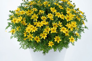 Bidens ‘Mega Charm’ (Danziger “Dan” Flower Farm at Headstart Nursery, Gilroy, CA)