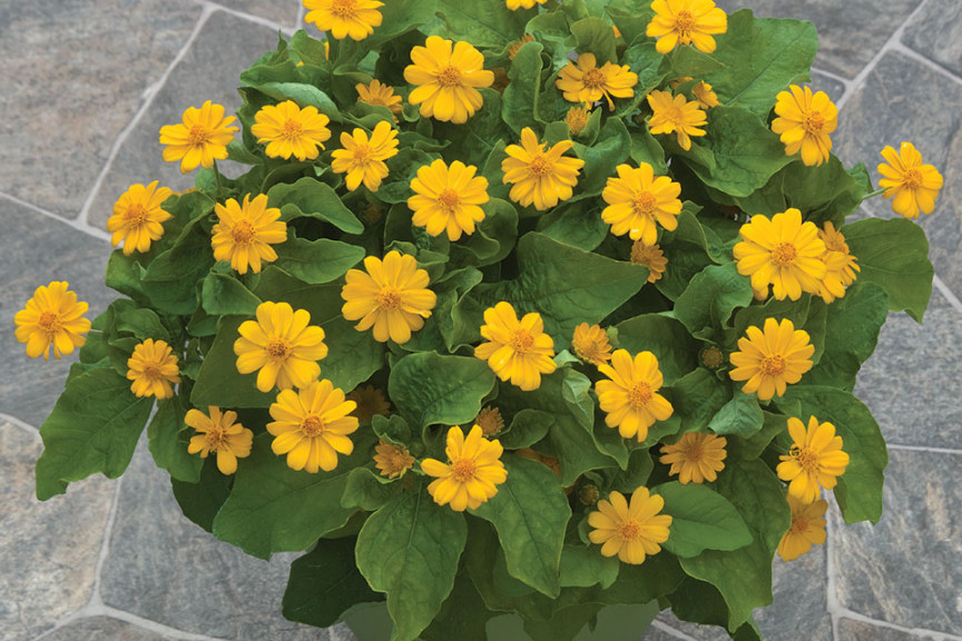 Melampodium ‘Jackpot Gold' (American Takii, Salinas, CA) 