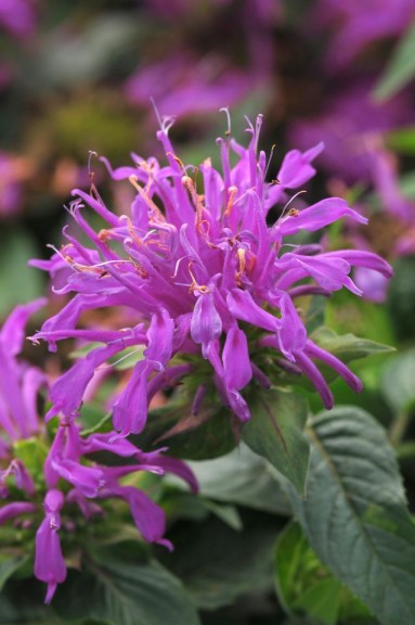 Monarda didyma 'Balmy Lilac' from Darwin Perennials (2015 Massachusetts Horticultural Society Field Trials)