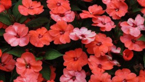 P. Allen Smith Says SunPatiens Are Hero Plants For Consumer Success