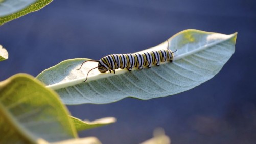 Do Customers Really Care How Plants Are Grown?