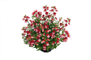 Nemesia ‘Nessie Plus Berry Delight’ (Kientzler at Windmill Nursery, Buellton, CA)