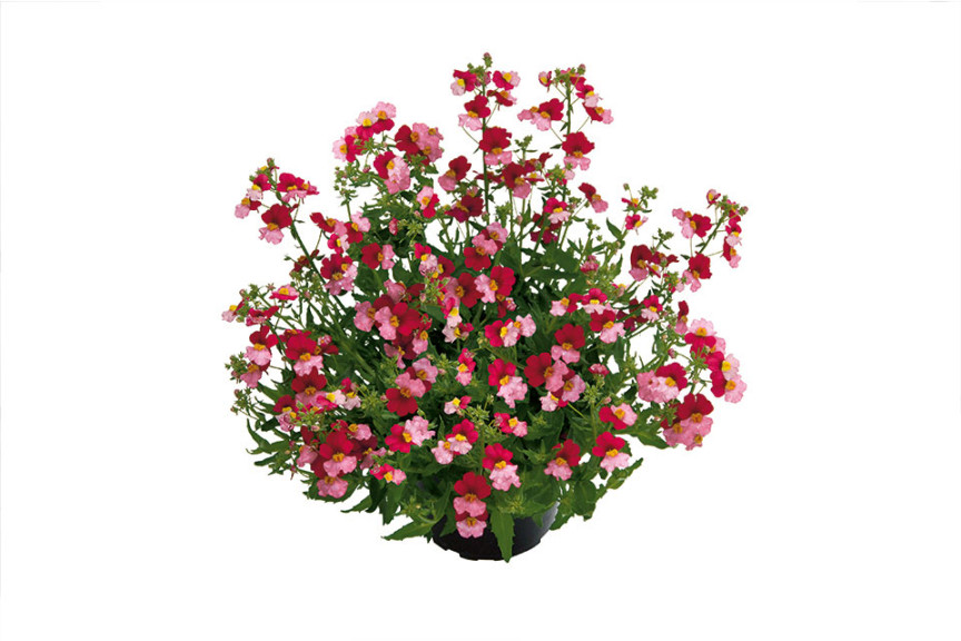 Nemesia ‘Nessie Plus Berry Delight’ (Kientzler at Windmill Nursery, Buellton, CA)