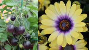 What’s Most Popular On Google — Flowers Or Produce?