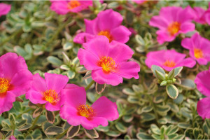 Purslane ‘Hot Shot Flambeau Rose’ (Green Fuse Botanicals, Santa Paula, CA)