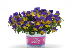 Pansy ‘Cool Wave Morpho’ (PanAmerican Seed, Ball Horticultural Co., Santa Paula, CA)