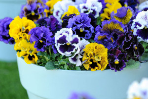 Viola hybrid Frou-Frou (Thompson-Morgan at Speedling, San Juan Bautista)